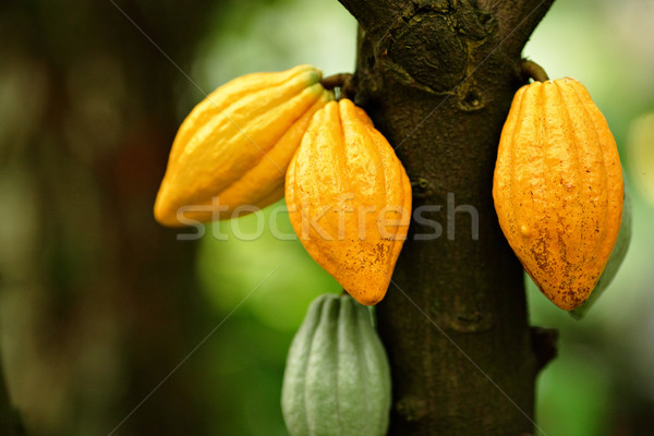 Cocoa pods Stock photo © leungchopan