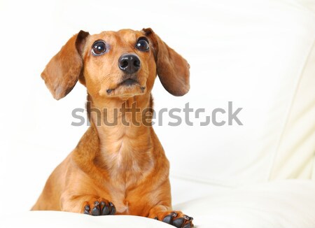 Dachshund Dog isolated on white Stock photo © leungchopan