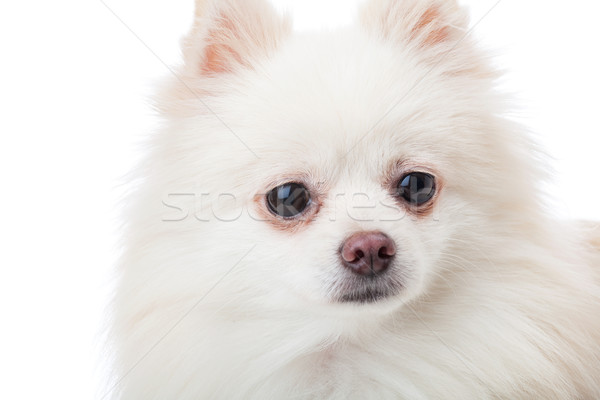 White pomeranian dog close up Stock photo © leungchopan