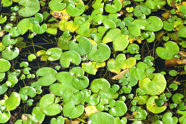 floating plants on water Stock photo © leungchopan