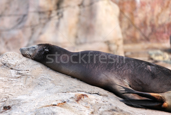 sea lion Stock photo © leungchopan