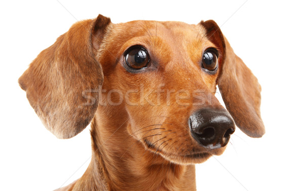 short haired Dachshund Dog Stock photo © leungchopan