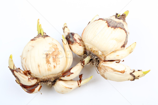 narcissus bulb Stock photo © leungchopan