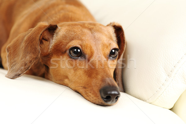 Tacskó kutya kanapé fehér barát vág Stock fotó © leungchopan