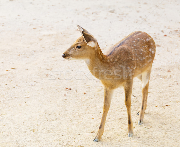 Female roe deer Stock photo © leungchopan