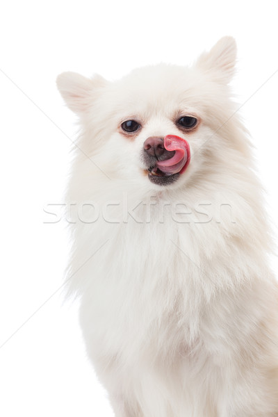 White pomeranian licking its nose Stock photo © leungchopan