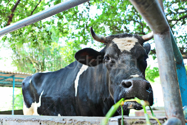 cow at farm Stock photo © leungchopan