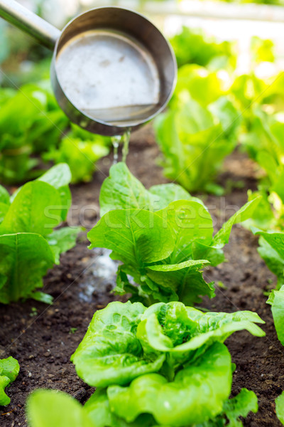 Salat Natur Blatt Gesundheit Bereich Anlage Stock foto © leungchopan