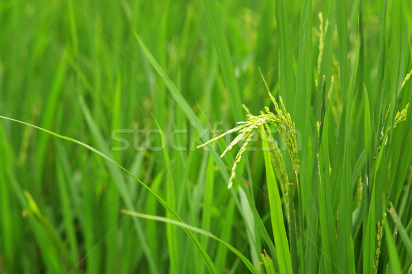 paddy rice Stock photo © leungchopan