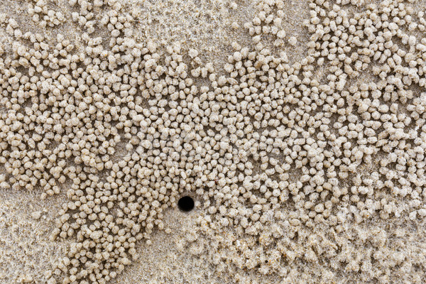 Stock photo: Nature habitat of small white crab 