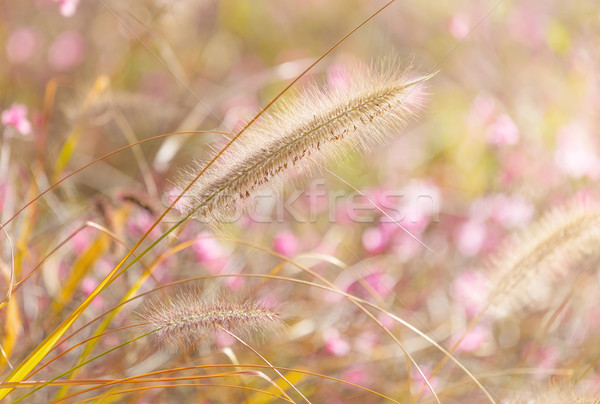 Wildness grass Stock photo © leungchopan