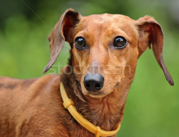 Jamnik psa trawy tle młodych zwierząt Zdjęcia stock © leungchopan