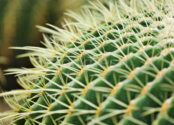 Kaktus wody projektu liści ogród Zdjęcia stock © leungchopan