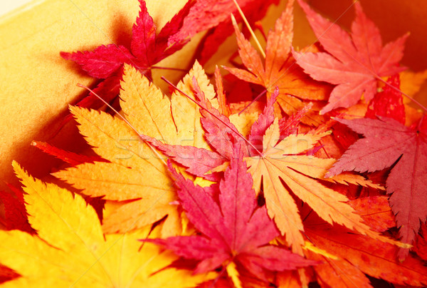 Herbst Ahorn Blätter Feld Textur Hintergrund Stock foto © leungchopan