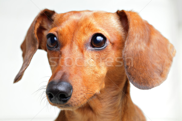 Jamnik psa włosy biały zwierząt cięcia Zdjęcia stock © leungchopan