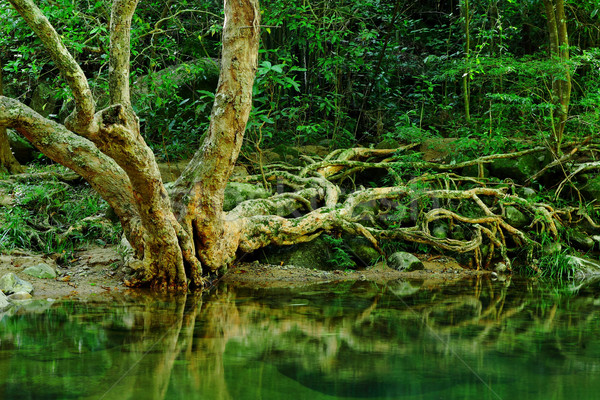 rain forest Stock photo © leungchopan