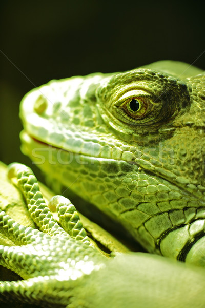 green iguana Stock photo © leungchopan
