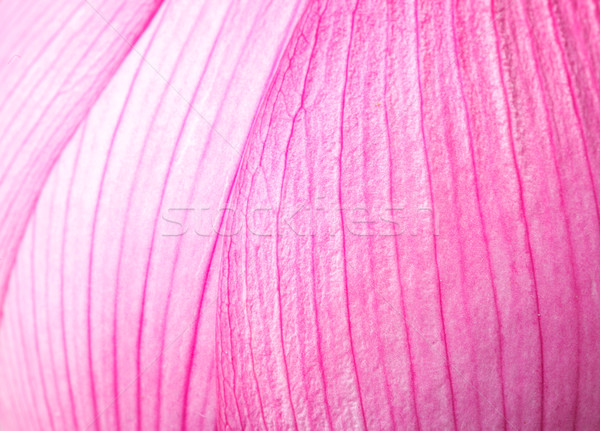 Pink lotus petal close up Stock photo © leungchopan