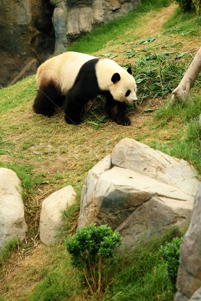Panda voedsel natuur zwarte grappig jonge Stockfoto © leungchopan