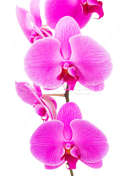 Orchid radiant flower isolated on white Stock photo © leungchopan