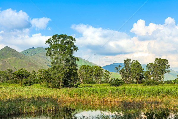 Wetlands under the clear blue sky Stock photo © leungchopan