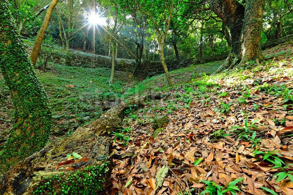 Foto stock: Verde · forestales · árbol · hoja