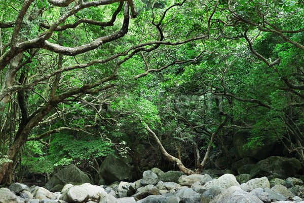 Foto stock: Selva · tropical · árbol · hierba · paisaje · hoja · fondo
