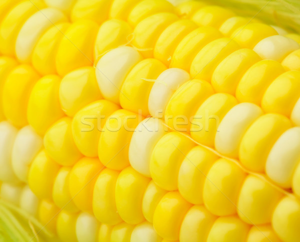 corn cob Stock photo © leungchopan