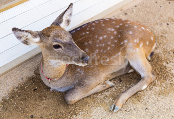 Deer Stock photo © leungchopan