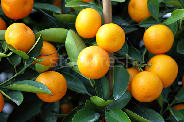 kumquat for chinese new year Stock photo © leungchopan