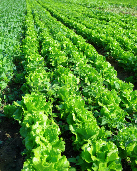 lettuce plant in field Stock photo © leungchopan