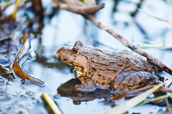 Wildness frog in lake Stock photo © leungchopan