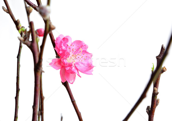 Stockfoto: Perzik · bloesems · liefde · hout · tuin