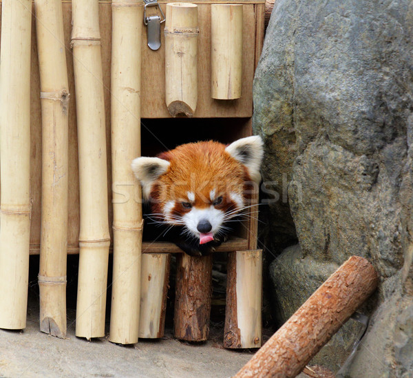 red panda Stock photo © leungchopan