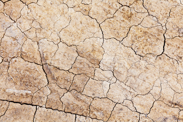 Dried crack land Stock photo © leungchopan