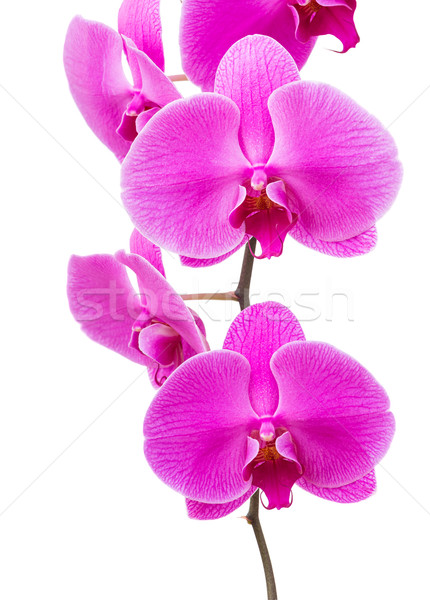 Orchid radiant flower Stock photo © leungchopan