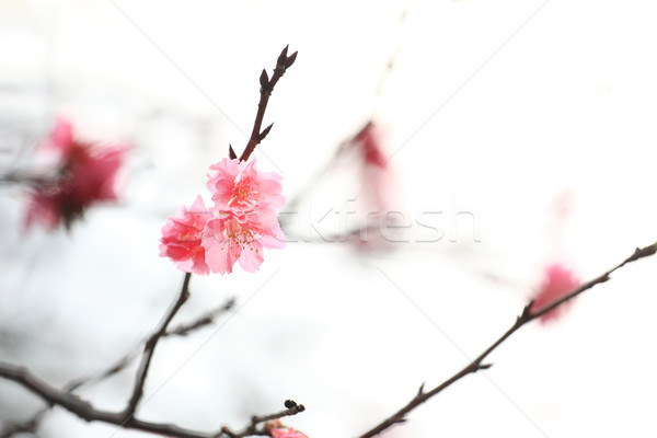 Sakura japanisch Blume Frühling abstrakten Stock foto © leungchopan