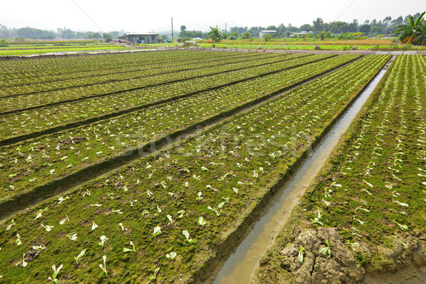 farm field Stock photo © leungchopan