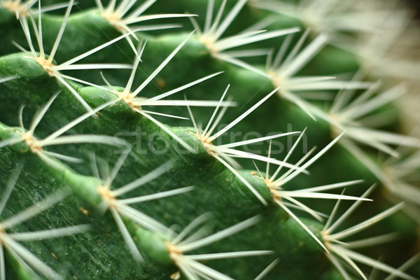 Kaktus projektu ogród pustyni ziemi Zdjęcia stock © leungchopan