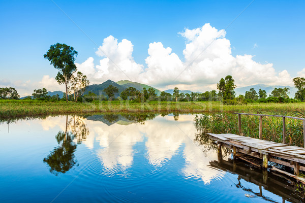 Wetlands and green forest Stock photo © leungchopan