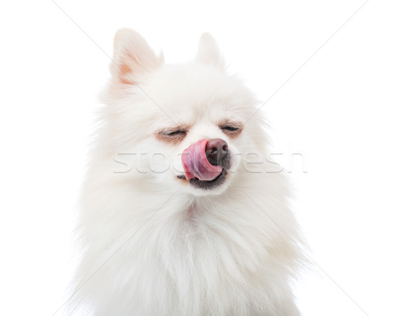Pomeranian Puppy with tongue Stock photo © leungchopan