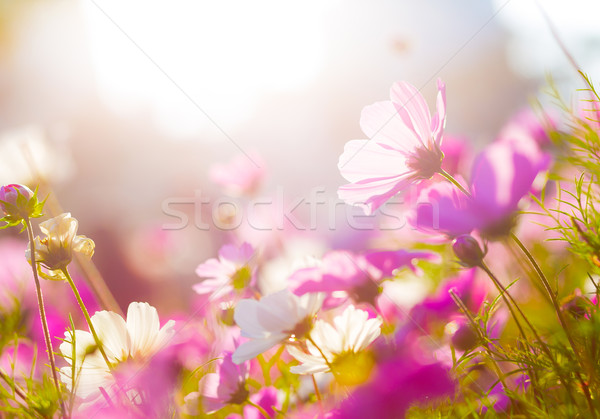 Daisy zonlicht voorjaar abstract achtergrond veld Stockfoto © leungchopan
