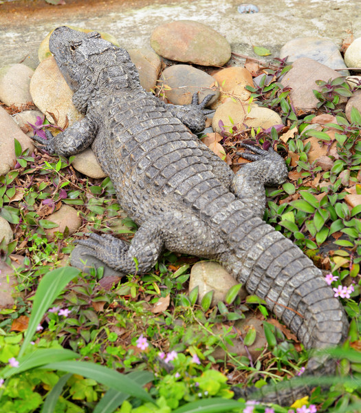 crocodile Stock photo © leungchopan