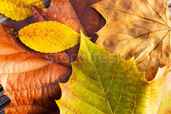 Stock photo: Maple leave in autumn