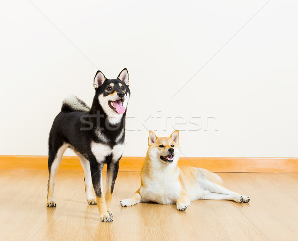 Foto stock: Cães · sorrir · feliz · vermelho · preto · branco