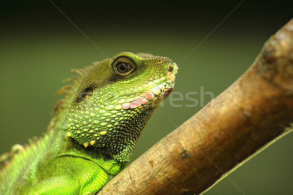 green iguana on tree branch Stock photo © leungchopan