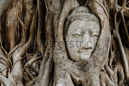 öreg fa Buddha fej szobor templom Stock fotó © leungchopan