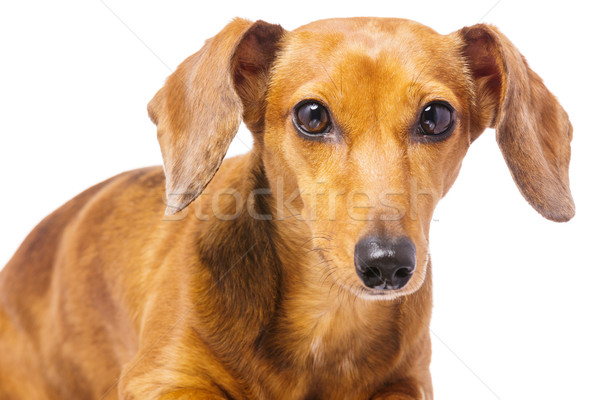 Dachshund Dog Stock photo © leungchopan