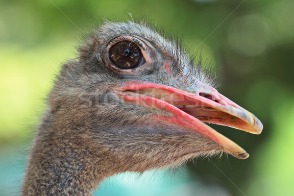 Devekuşu portre yüz kuş komik Stok fotoğraf © leungchopan