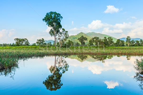 Wetlands and green forest  Stock photo © leungchopan